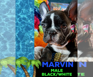 French Bulldog Puppy for sale in HEATHROW, FL, USA