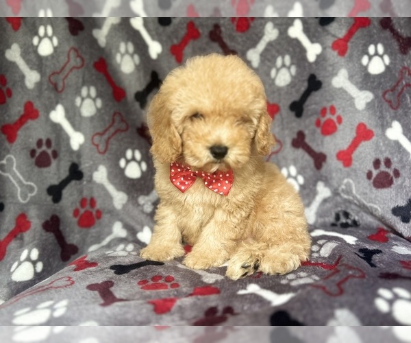 Medium Photo #8 Cock-A-Poo Puppy For Sale in LAKELAND, FL, USA