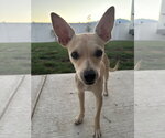 Small Chihuahua Mix