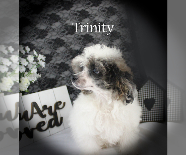 Medium Photo #17 Poodle (Miniature) Puppy For Sale in CHANUTE, KS, USA