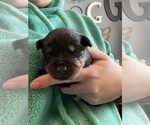 Small Photo #5 Rottweiler Puppy For Sale in ARDMORE, OK, USA