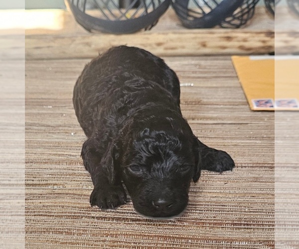 Medium Photo #3 Poodle (Standard) Puppy For Sale in MILWAUKEE, WI, USA