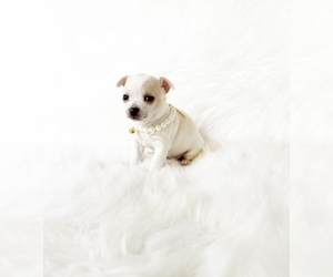 Chihuahua Puppy for sale in SACRAMENTO, CA, USA