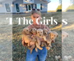 Small Photo #2 Golden Retriever Puppy For Sale in SEMINOLE, TX, USA