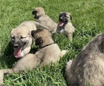 Small Photo #18 Anatolian Shepherd Puppy For Sale in LITTLE MEADOWS, PA, USA