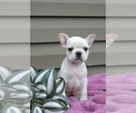Puppy Joy French Bulldog