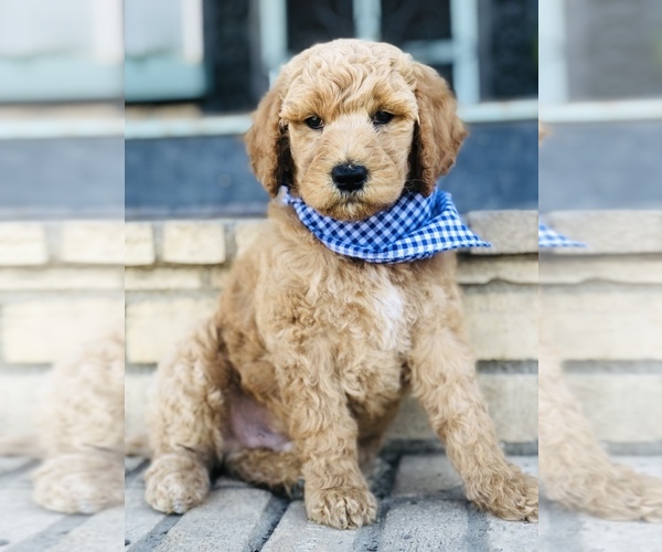 Medium Photo #2 Goldendoodle-Poodle (Standard) Mix Puppy For Sale in HUNTINGTON, AR, USA