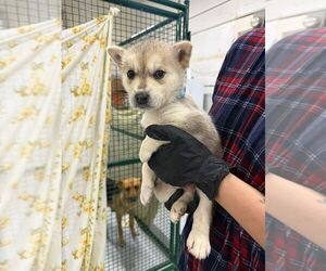 Mutt Dogs for adoption in Calgary, Alberta, Canada