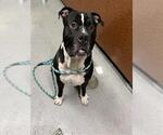 Small #1 American Bulldog