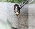 Small #11 Australian Shepherd