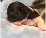 Small #3 Shih Tzu