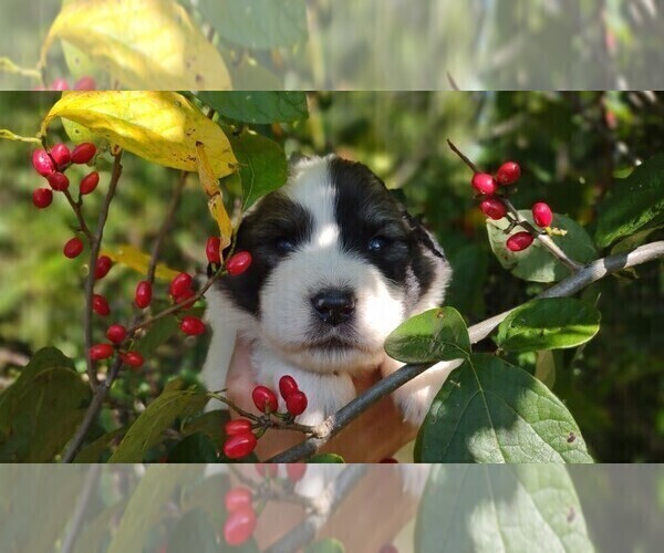 Medium Photo #8 Great Pyrenees Puppy For Sale in HILLSVILLE, VA, USA