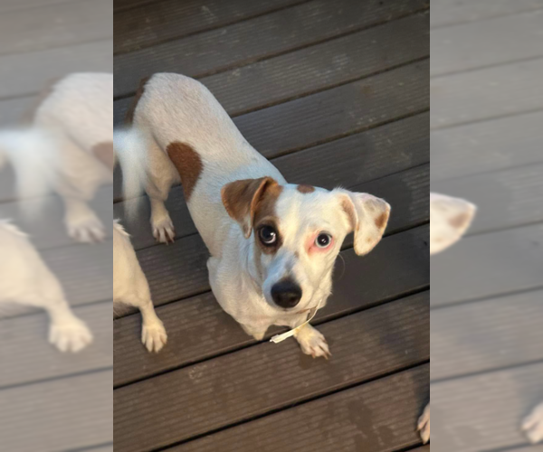 Medium Photo #1 Chiweenie Puppy For Sale in Cranston, RI, USA