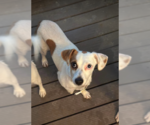 Small Chiweenie