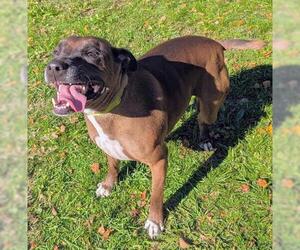 Labrador Retriever-Unknown Mix Dogs for adoption in Akron, OH, USA