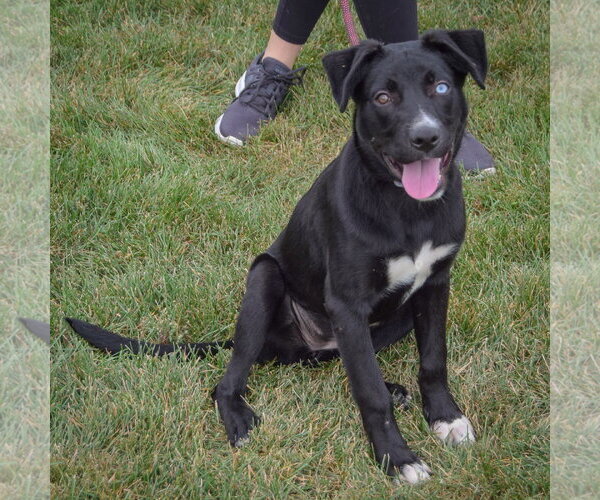 Medium Photo #4 Border Collie-Unknown Mix Puppy For Sale in Huntley, IL, USA