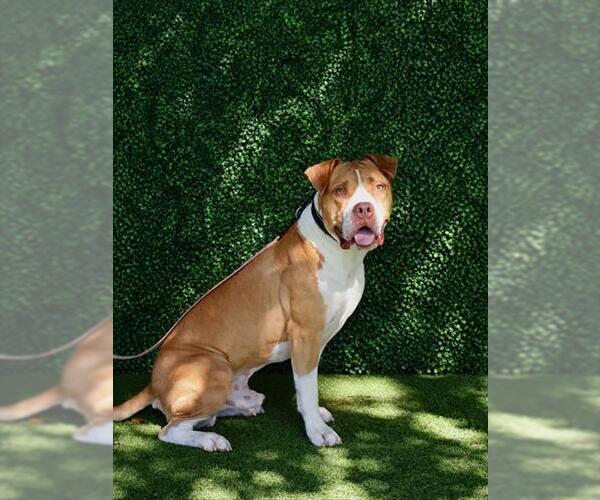 Medium Photo #2 American Bulldog Puppy For Sale in Naples, FL, USA
