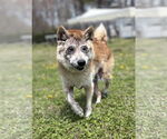 Small #4 Shiba Inu