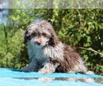 Small #12 ShihPoo