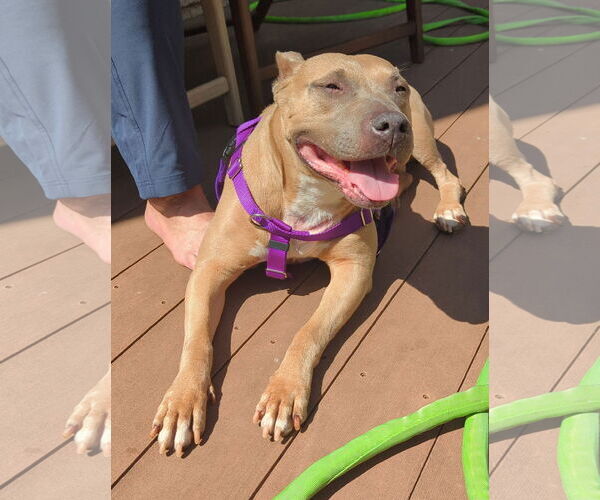 Medium Photo #18 Mutt Puppy For Sale in Philadelphia, PA, USA