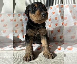 Airedale Terrier Puppy for sale in COOS BAY, OR, USA