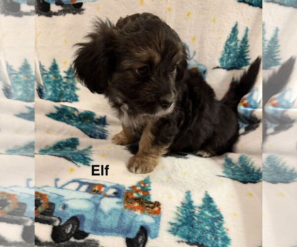 Medium Photo #1 Colonial Cocker Spaniel-Unknown Mix Puppy For Sale in Colorado Springs, CO, USA