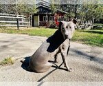 Small Photo #3 American Pit Bull Terrier Puppy For Sale in La Vergne, TN, USA