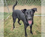Small #4 German Shepherd Dog Mix
