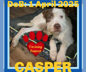 Mutt Dogs for adoption in Sebec, ME, USA