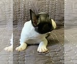 Small Photo #9 French Bulldog Puppy For Sale in MBORO, TN, USA