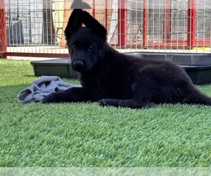 German Shepherd Dog Puppy for Sale in NORTH HOLLYWOOD, California USA