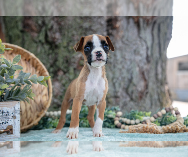 Medium Photo #3 Boxer Puppy For Sale in KIRKWOOD, PA, USA