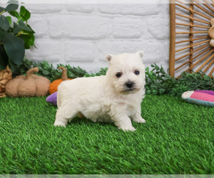 West Highland White Terrier Puppy for sale in SYRACUSE, IN, USA