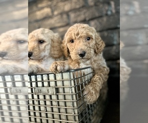 Poodle (Standard) Puppy for sale in BATTLE GROUND, WA, USA