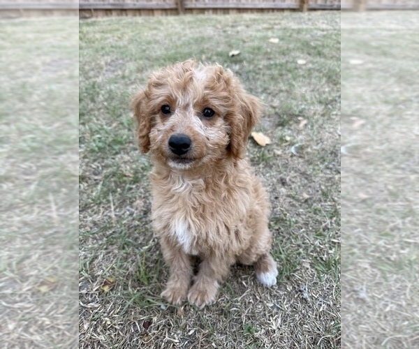 Medium Photo #5 Goldendoodle (Miniature) Puppy For Sale in AIKEN, SC, USA