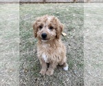 Puppy Sally Goldendoodle (Miniature)
