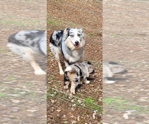 Mother of the Australian Shepherd puppies born on 12/15/2024