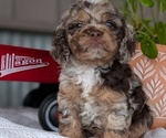 Small #4 Cockapoo (Miniature)