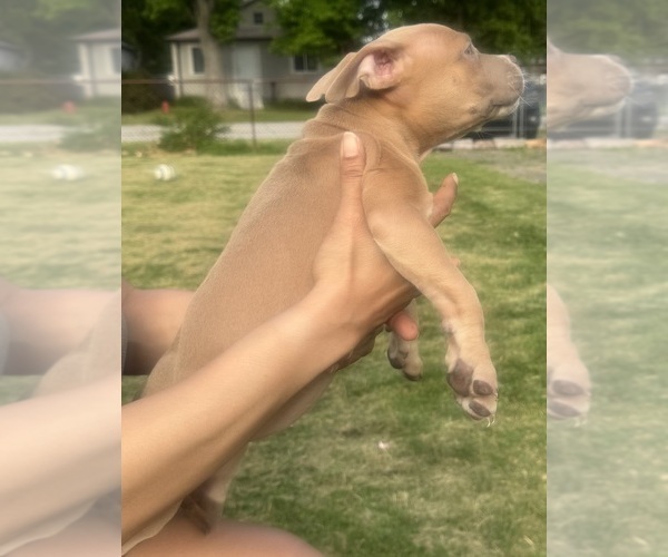 Medium Photo #39 American Bully Puppy For Sale in LAKE STATION, IN, USA
