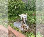 Small #8 German Shepherd Dog Mix