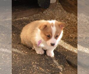 Pembroke Welsh Corgi Puppy for sale in GOLDENDALE, WA, USA