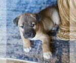 Small Photo #3 Mutt Puppy For Sale in Vail, AZ, USA