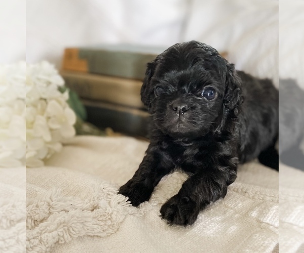 Medium Photo #1 Cavapoo Puppy For Sale in MARQUAND, MO, USA