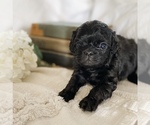 Small Photo #1 Cavapoo Puppy For Sale in MARQUAND, MO, USA
