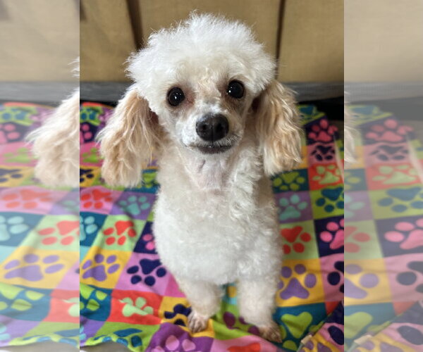 Medium Photo #10 Poodle (Toy) Puppy For Sale in Pacolet, SC, USA