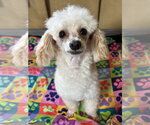 Small #9 Poodle (Toy)