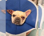 Small #2 French Bulldog