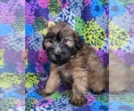 Small Photo #3 Soft Coated Wheaten Terrier Puppy For Sale in PARADISE, PA, USA