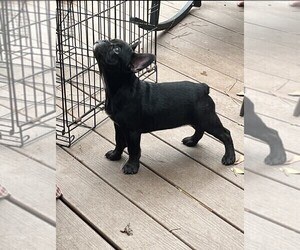 French Bulldog Puppy for sale in COLUMBUS, GA, USA