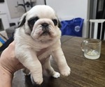 Small #2 Pug